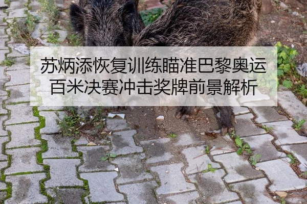 苏炳添恢复训练瞄准巴黎奥运 百米决赛冲击奖牌前景解析
